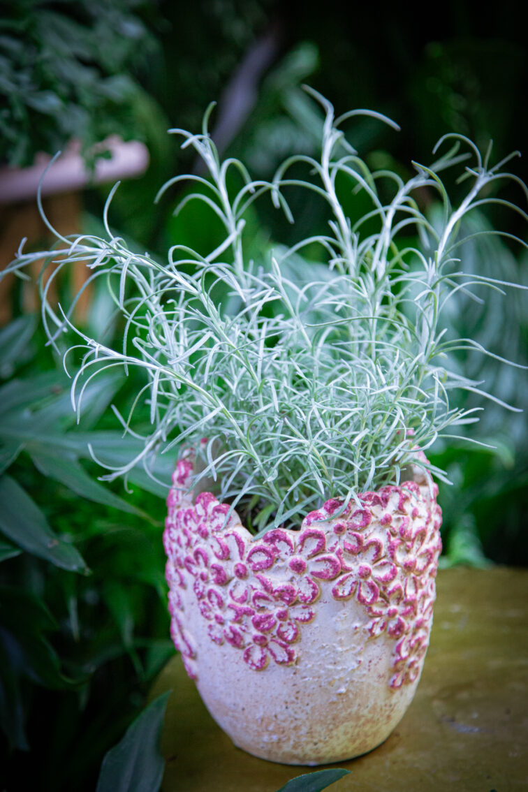 Zdjęcie rosliny doniczkowej Helichrysum (kocanka), ujęcie 1