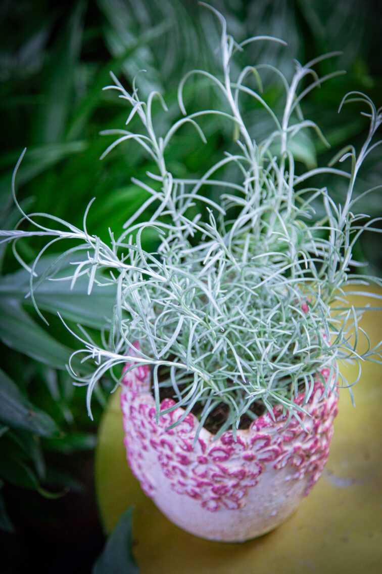 Zdjęcie rosliny doniczkowej Helichrysum (kocanka), ujęcie 2