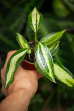 Zdjęcie rosliny doniczkowej Hoya latifolia Pot of Gold, ujęcie 1