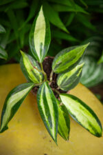 Zdjęcie rosliny doniczkowej Hoya latifolia Pot of Gold, ujęcie 2