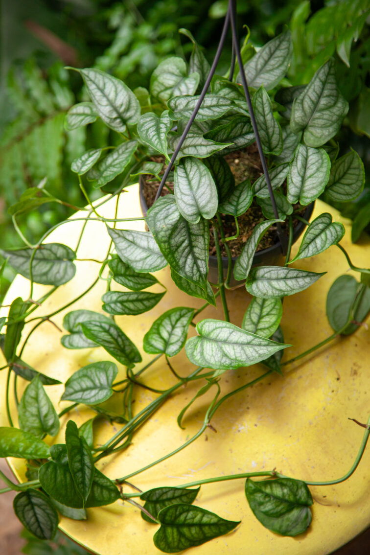 Zdjęcie rosliny doniczkowej Monstera siltepecana, ujęcie 1