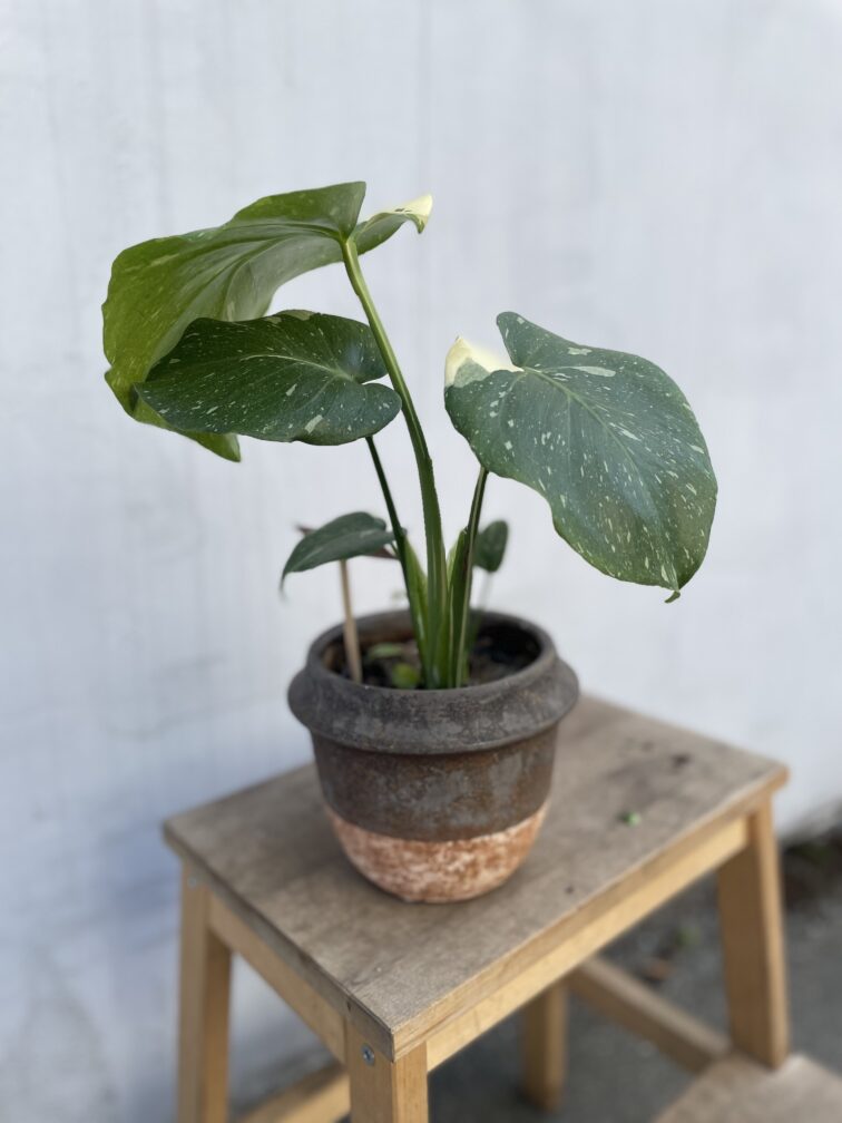 Zdjęcie rosliny doniczkowej Monstera Thai Constellation, ujęcie 1