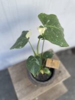 Zdjęcie rosliny doniczkowej Monstera Thai Constellation, ujęcie 2