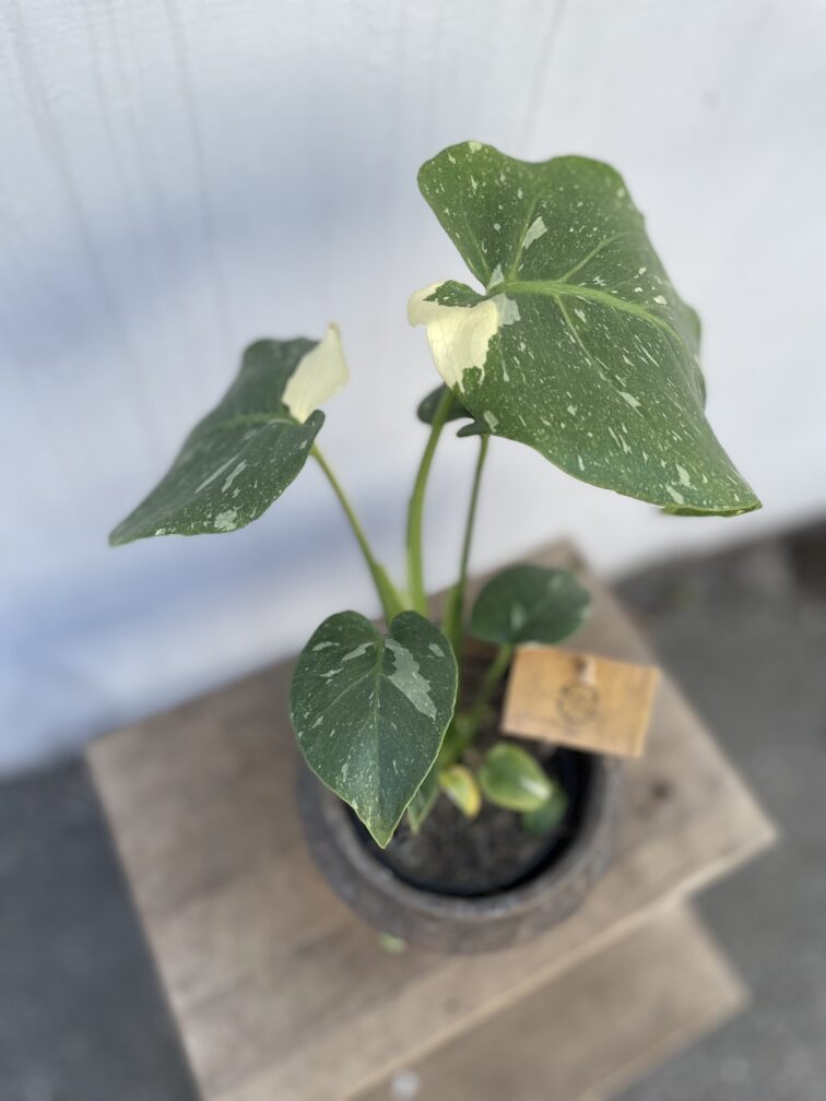 Zdjęcie rosliny doniczkowej Monstera Thai Constellation, ujęcie 2