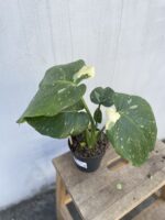 Zdjęcie rosliny doniczkowej Monstera Thai Constellation, ujęcie 3
