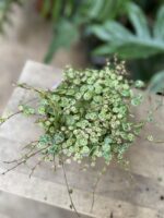 Zdjęcie rosliny doniczkowej Peperomia Prostrata, ujęcie 1