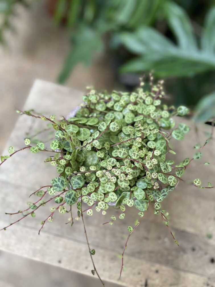 peperomia-prostrata_9x13-1_1749893820.jpg Zdjęcie rosliny doniczkowej Peperomia Prostrata, ujęcie 1