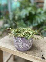 Zdjęcie rosliny doniczkowej Peperomia Prostrata, ujęcie 2