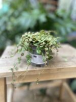 Zdjęcie rosliny doniczkowej Peperomia Prostrata, ujęcie 3
