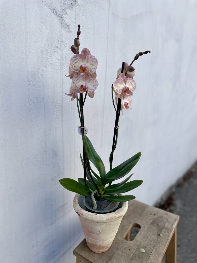 phalaenopsis-varese_12x45-1_1749893059.jpg Zdjęcie rosliny doniczkowej Phalaenopsis Varese, ujęcie 1
