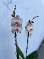 Zdjęcie rosliny doniczkowej Phalaenopsis Varese, ujęcie 2