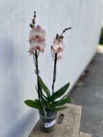 Zdjęcie rosliny doniczkowej Phalaenopsis Varese, ujęcie 3