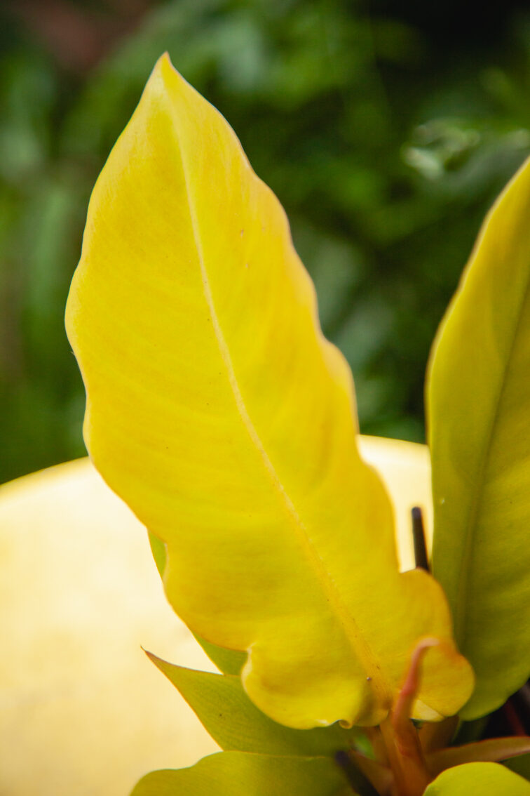 Zdjęcie rosliny doniczkowej Philodendron Gergaji Golden Saw, ujęcie 2