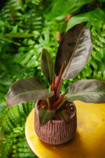 Zdjęcie rosliny doniczkowej Philodendron Imperial Red, ujęcie 1
