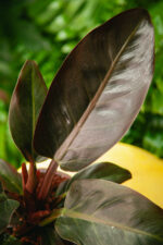 Zdjęcie rosliny doniczkowej Philodendron Imperial Red, ujęcie 2