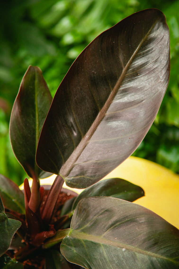 Zdjęcie rosliny doniczkowej Philodendron Imperial Red, ujęcie 2