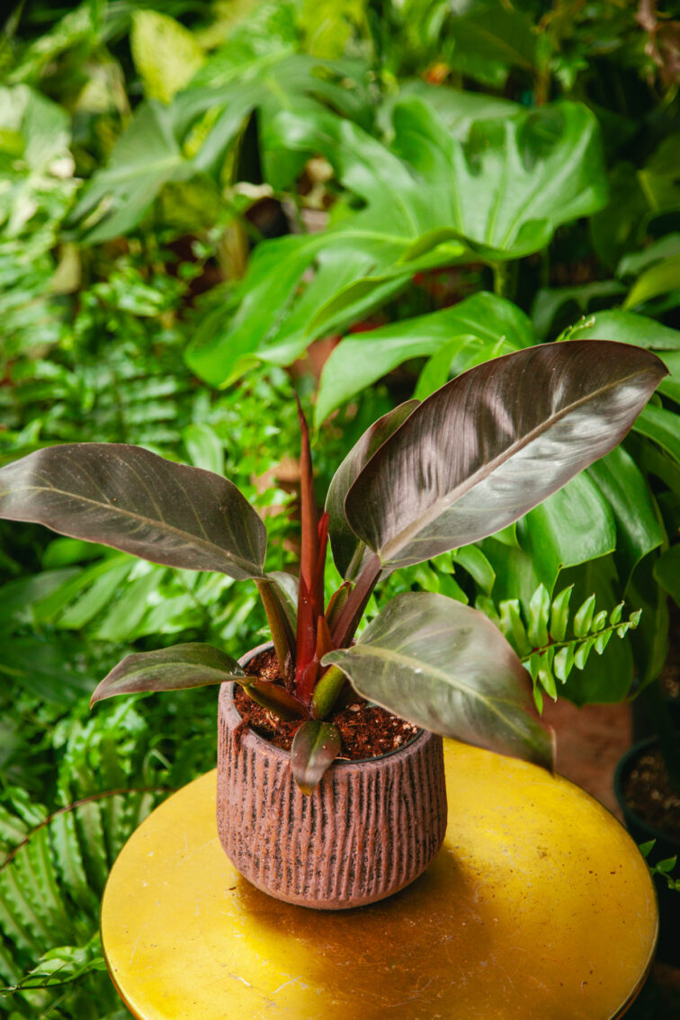 Zdjęcie rosliny doniczkowej Philodendron Imperial Red, ujęcie 3