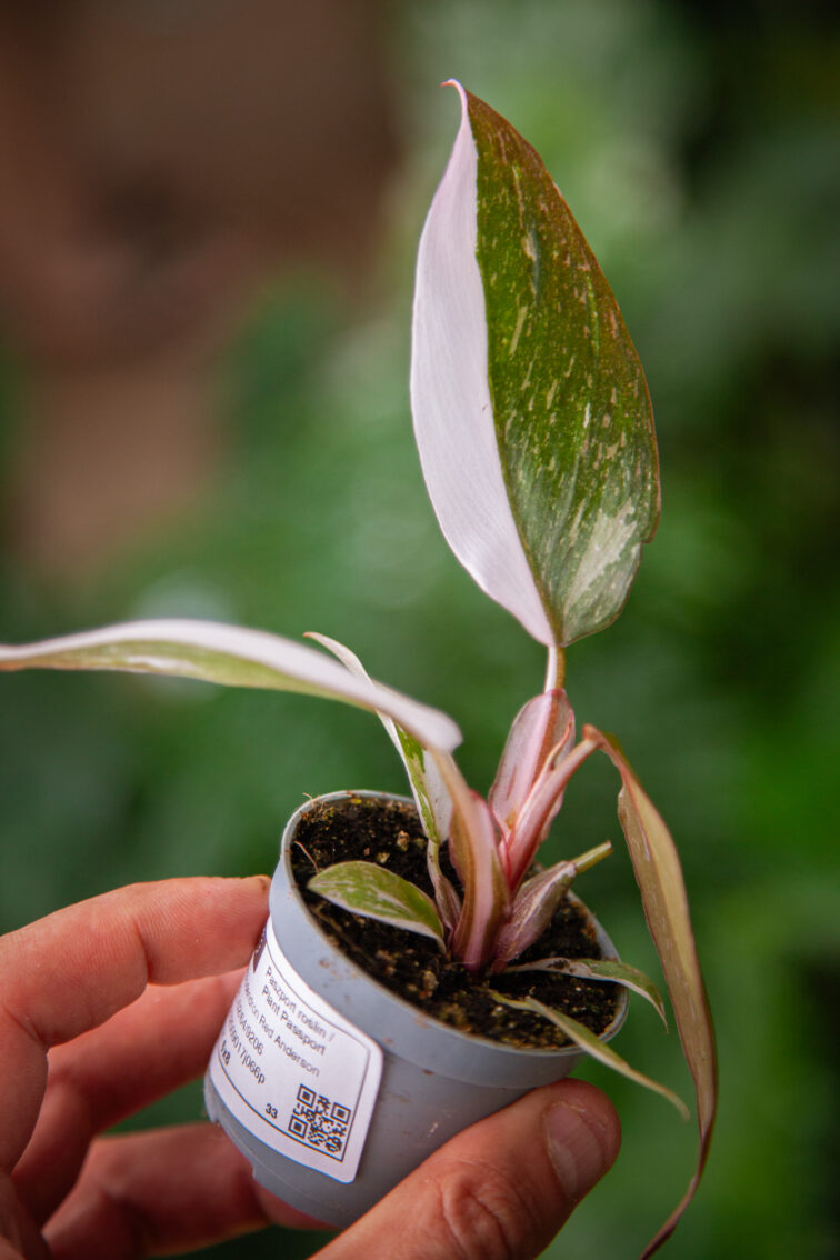 Zdjęcie rosliny doniczkowej Philodendron Red Anderson, ujęcie 1