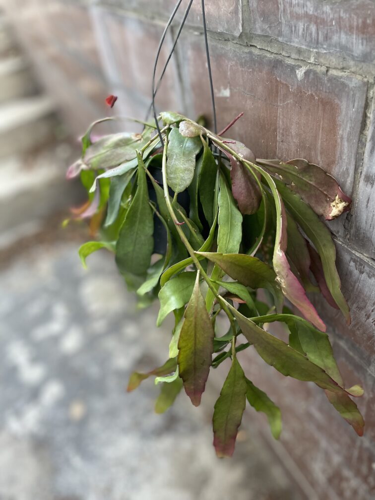 Zdjęcie rosliny doniczkowej Pseudorhipsalis ramulosa Red Coral, ujęcie 2