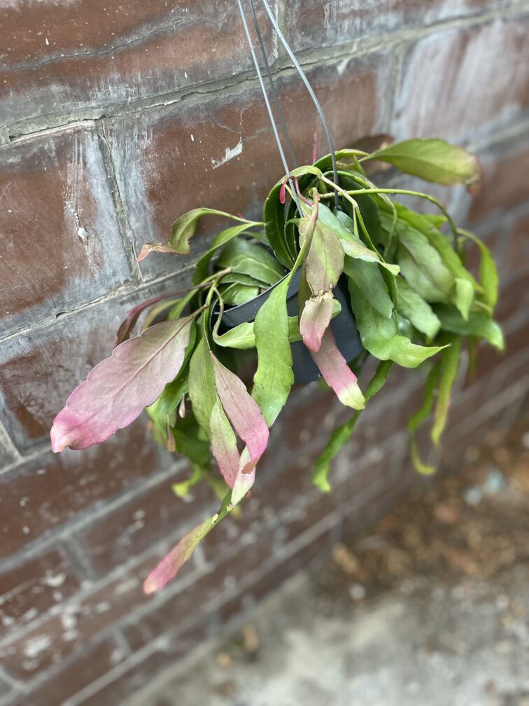 Zdjęcie rosliny doniczkowej Pseudorhipsalis ramulosa Red Coral, ujęcie 3