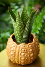 Zdjęcie rosliny doniczkowej Sansevieria Jamaiquina Queen, ujęcie 1