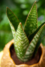 Zdjęcie rosliny doniczkowej Sansevieria Jamaiquina Queen, ujęcie 2