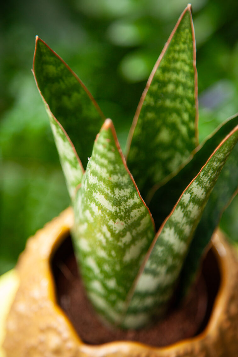 Zdjęcie rosliny doniczkowej Sansevieria Jamaiquina Queen, ujęcie 2