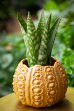 Zdjęcie rosliny doniczkowej Sansevieria Jamaiquina Queen, ujęcie 3