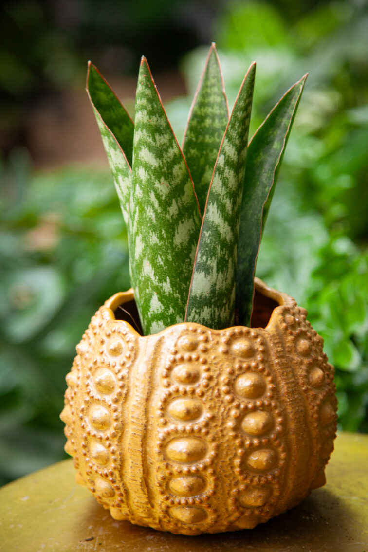 Zdjęcie rosliny doniczkowej Sansevieria Jamaiquina Queen, ujęcie 3