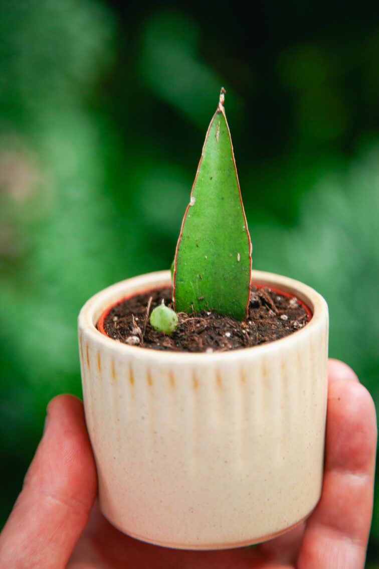 sansevieria-manee-thawee_6x5-1_1751106917.jpg Zdjęcie rosliny doniczkowej Sansevieria Manee Thawee, ujęcie 1