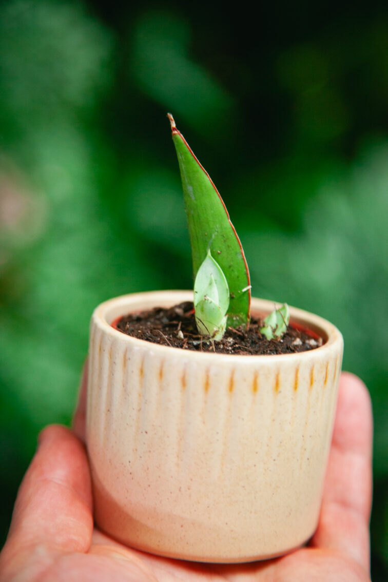 Zdjęcie rosliny doniczkowej Sansevieria Manee Thawee, ujęcie 2