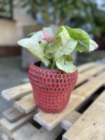 Zdjęcie rosliny doniczkowej Syngonium Confetti, ujęcie 1