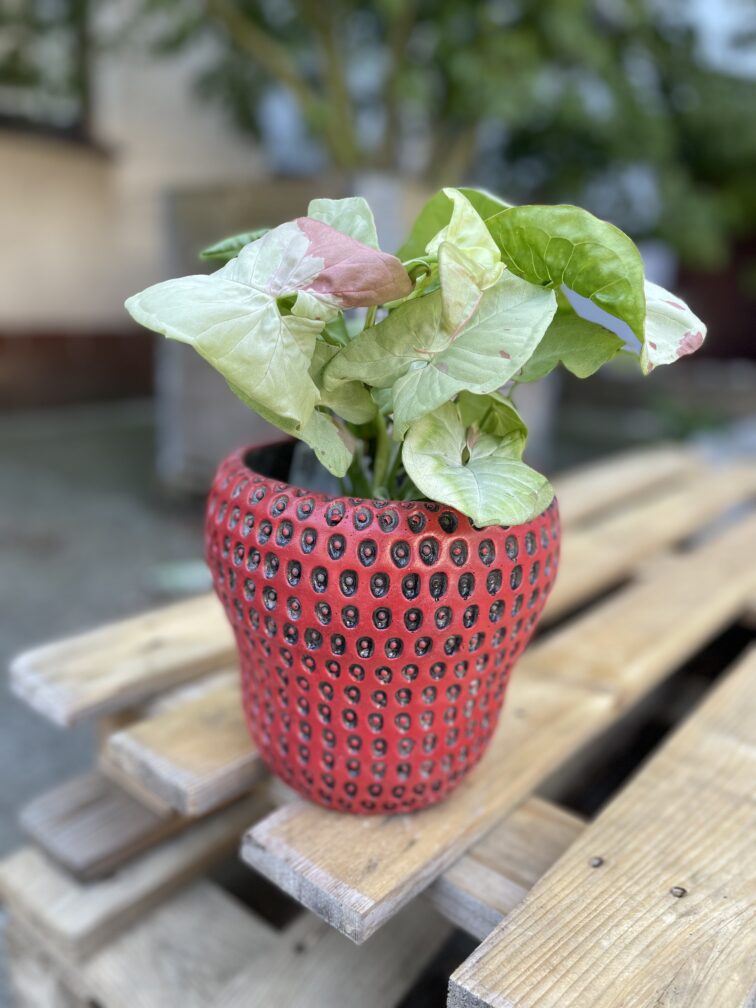 Zdjęcie rosliny doniczkowej Syngonium Confetti, ujęcie 1