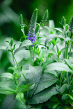 Zdjęcie rosliny doniczkowej Veronica spicata Blue (Przetacznik kłosowy), ujęcie 2