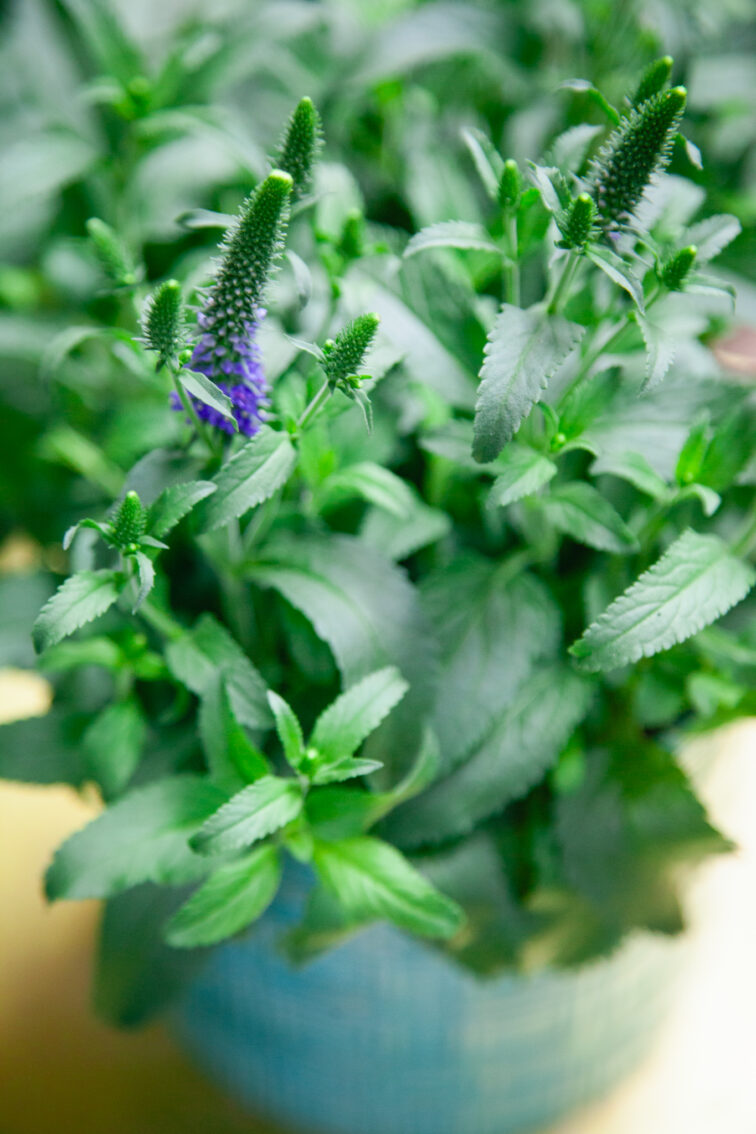 Zdjęcie rosliny doniczkowej Veronica spicata Blue (Przetacznik kłosowy), ujęcie 3