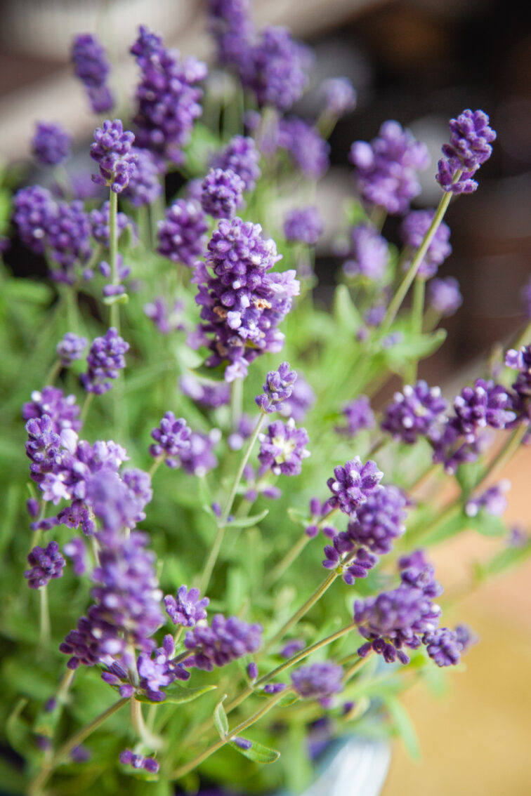 lavandula-ardeche-blue_13x25-1_1753522718.jpg Zdjęcie rosliny doniczkowej Lavandula Ardèche Blue (Lawenda wąskolistna Ardèche Blue), ujęcie 1