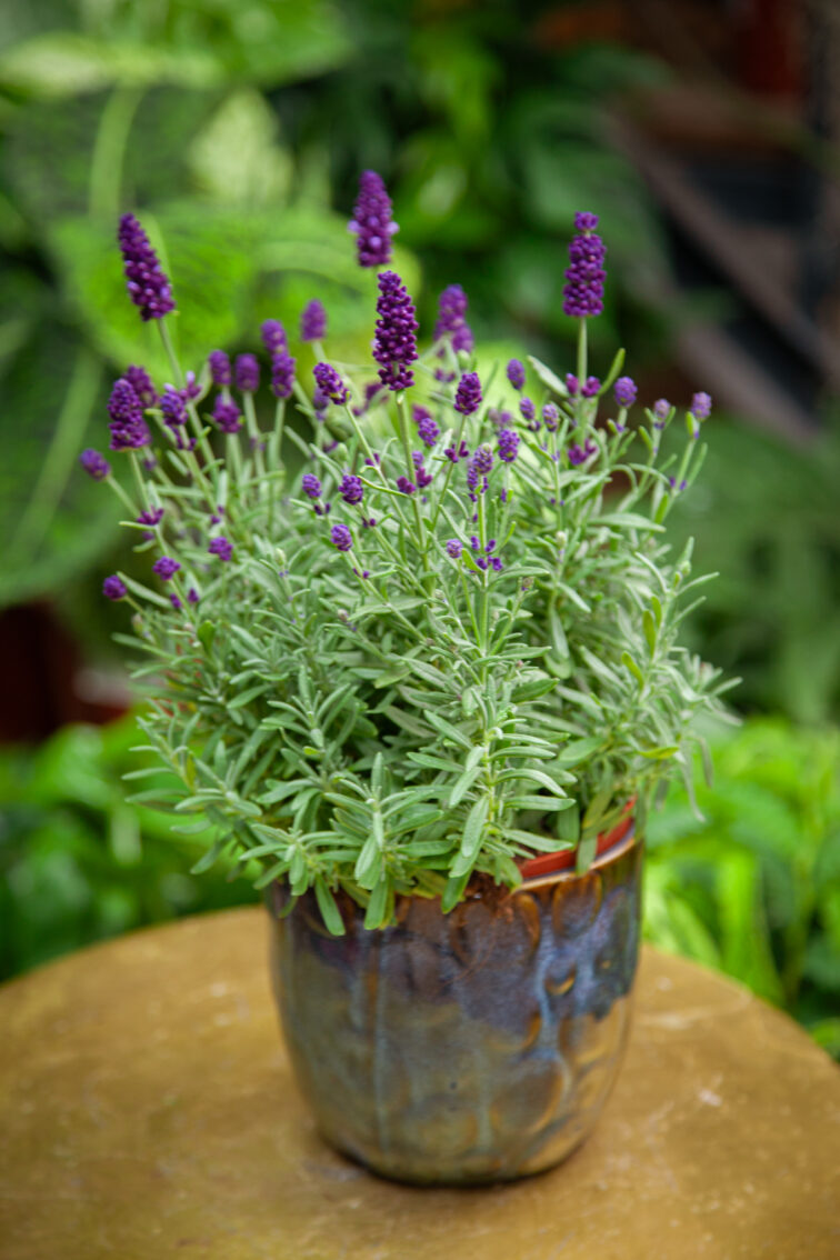 lavandula-hidcote_13x30-1_1752317523.jpg Zdjęcie rosliny doniczkowej Lavandula Hidcote (Lawenda wąskolistna Hidcote), ujęcie 1