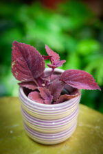 Zdjęcie doniczki lub oslonki: Matcha Blueberry 7 × 8 cm, ujęcie 2