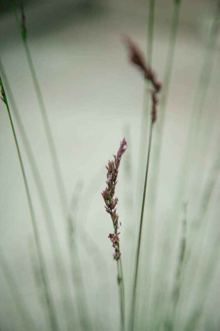 Zdjęcie rosliny doniczkowej Molinia caeruela Edith Dudszus (Trzęślica modra Edith Dudszus), ujęcie 2