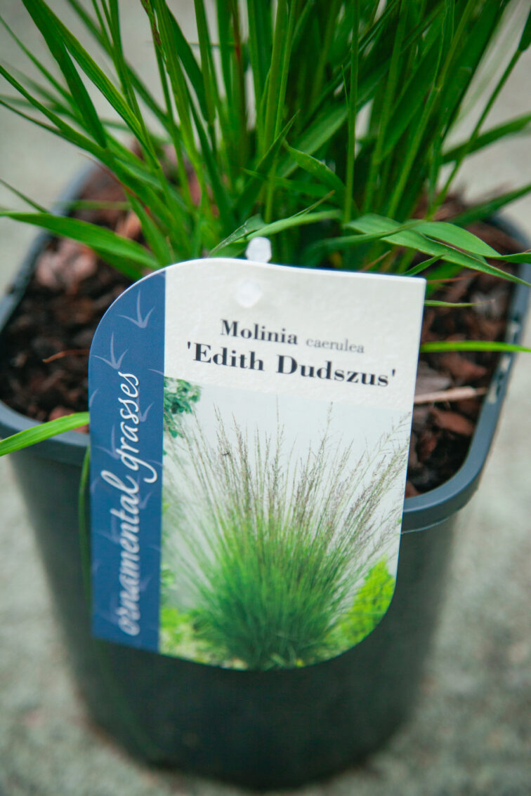 Zdjęcie rosliny doniczkowej Molinia caeruela Edith Dudszus (Trzęślica modra Edith Dudszus), ujęcie 3