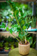 Zdjęcie rosliny doniczkowej Zamioculcas zamiifolia (Zamiokulkas zamiolistny), ujęcie 1