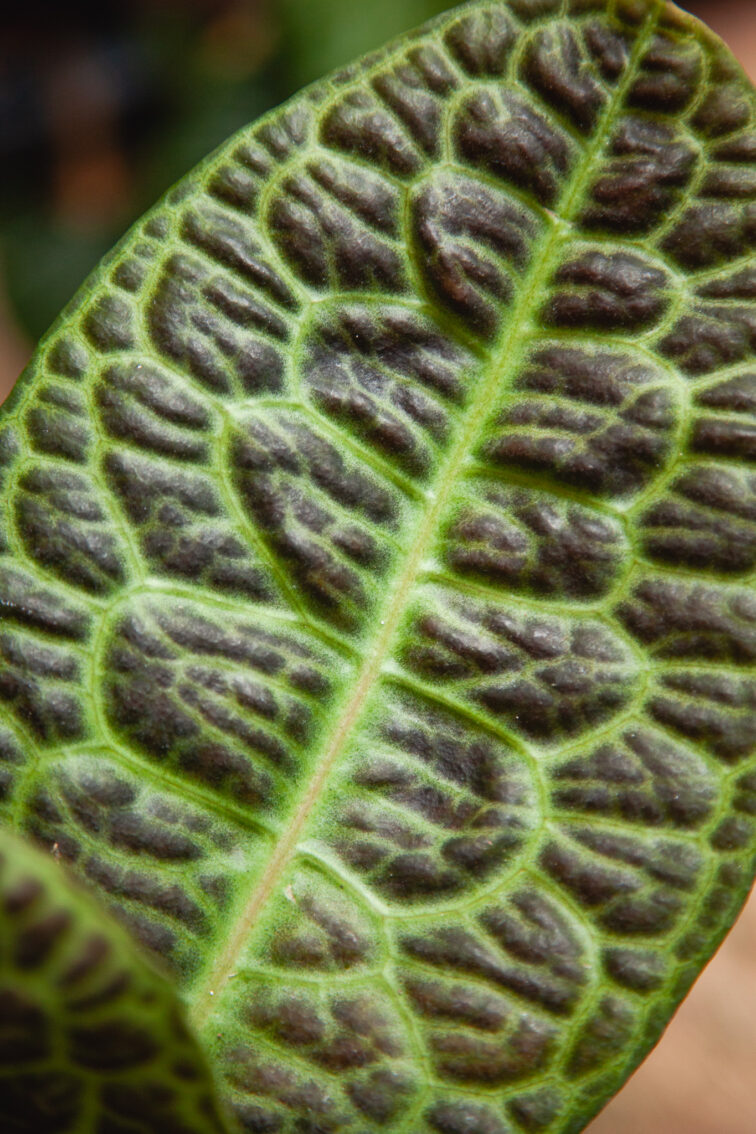 Zdjęcie rosliny doniczkowej Labisia obtusifolia Kura Kura (Labisia Turtle Back), ujęcie 3