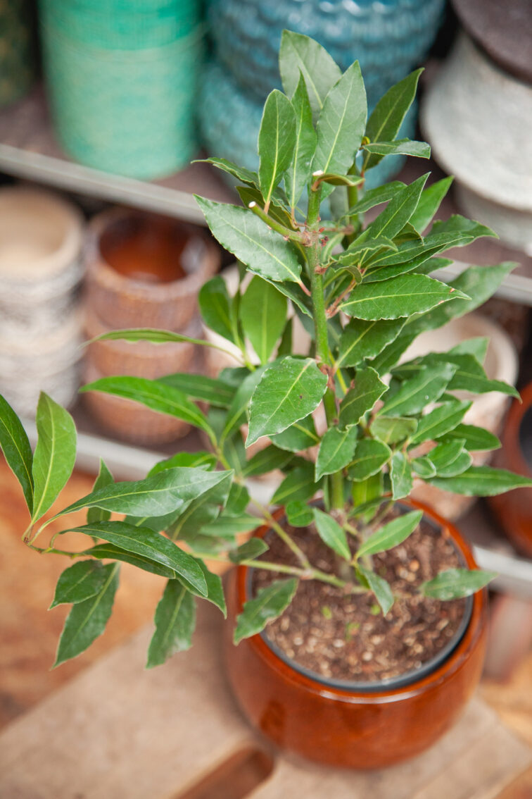 laurus-nobilis-bush_14x50-1_1754741322.jpg Zdjęcie rosliny doniczkowej Laurus nobilis (wawrzyn szlachetny), ujęcie 1