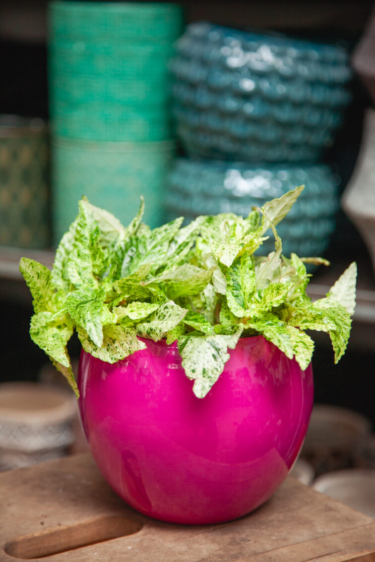 Zdjęcie rosliny doniczkowej Pellionia repens variegata, ujęcie 3