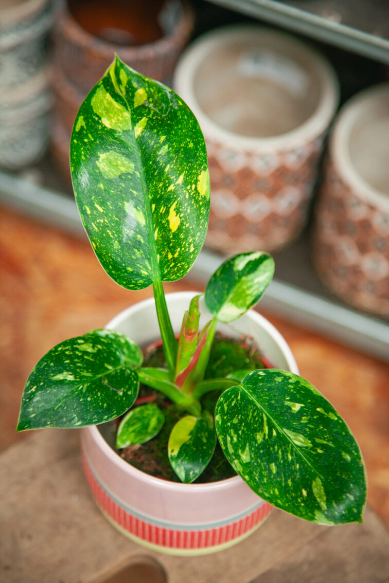 philodendron-green-congo-hybrid_10x15-1_1754741260.jpg Zdjęcie rosliny doniczkowej Philodendron Green Congo Hybrid, ujęcie 1