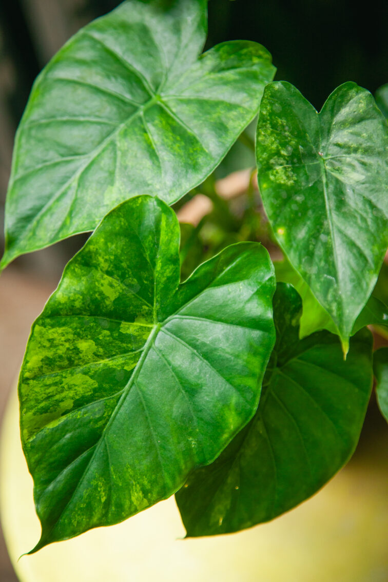 Zdjęcie rosliny doniczkowej Alocasia macrorrhiza Aurea variegata, ujęcie 2