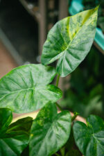 Zdjęcie rosliny doniczkowej Alocasia macrorrhiza Aurea variegata, ujęcie 3