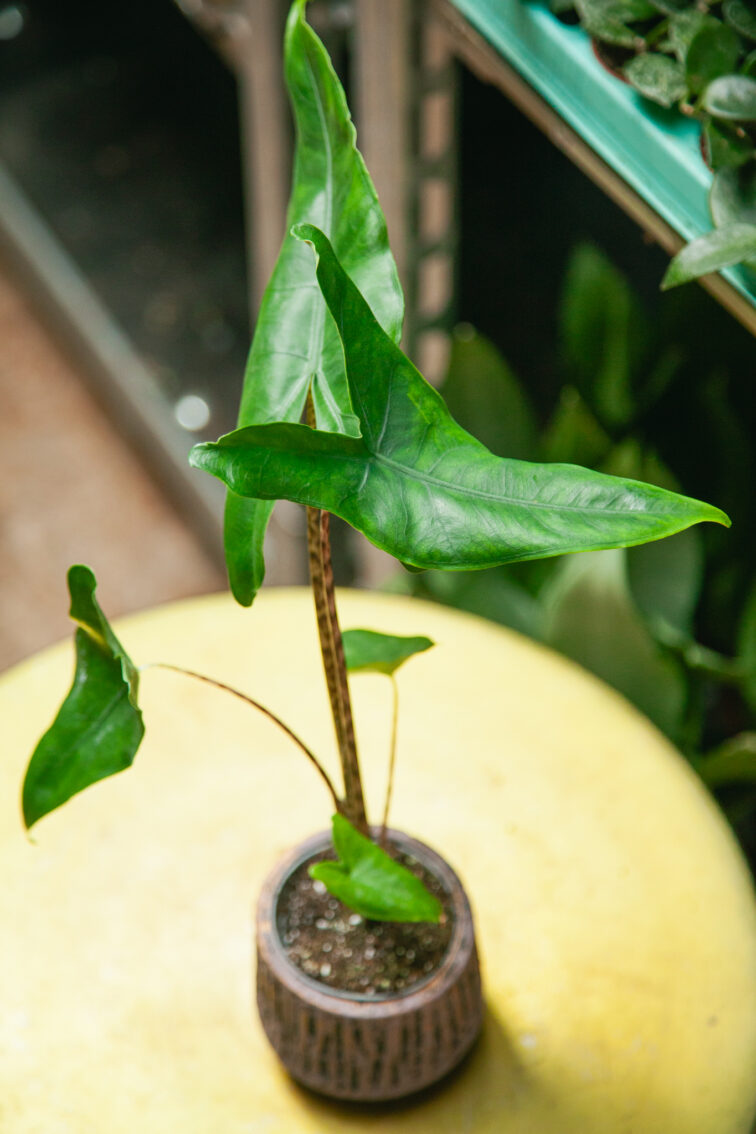 alocasia-zebrina_7x35-1_1757152911.jpg Zdjęcie rosliny doniczkowej Alocasia Zebrina, ujęcie 1