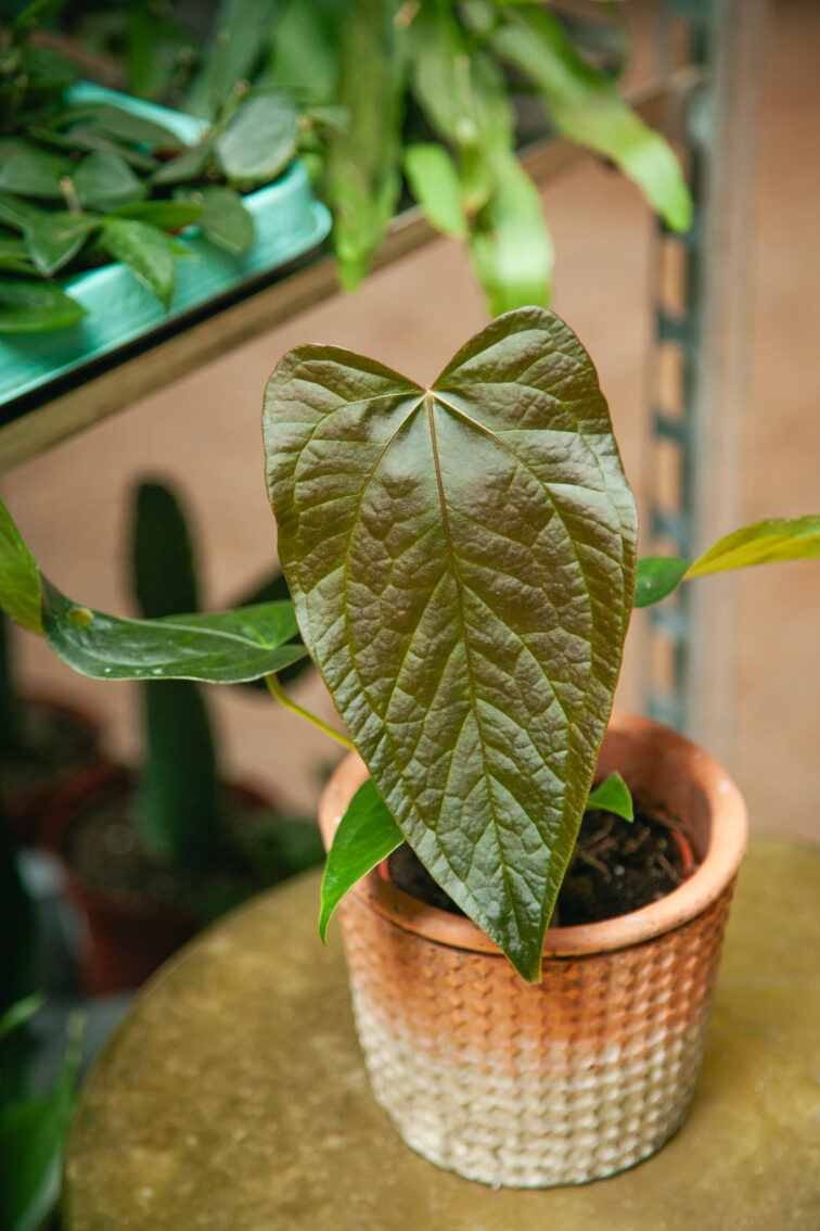 Zdjęcie rosliny doniczkowej Anthurium Queen Of Hearts, ujęcie 1