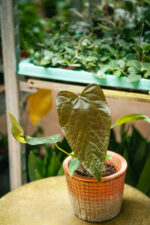 Zdjęcie rosliny doniczkowej Anthurium Queen Of Hearts, ujęcie 2